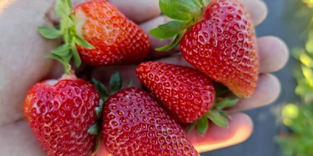 Reçellerin gözdesi sason çileğinin hasadı gecikti: Hangi hastalıklara iyi geliyor, faydaları neler? 5